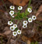 Euphorbia corollata L.