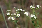 Euphorbia corollata L.