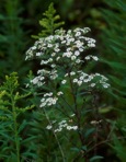 Euphorbia corollata L.