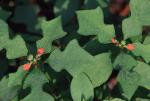 Euphorbia cyathophora Murr.