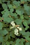 Euphorbia cyathophora Murr.