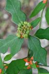 Euphorbia cyathophora Murr.