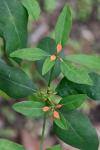 Euphorbia cyathophora Murr.