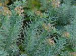 Euphorbia cyparissias L.