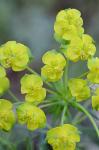 Euphorbia cyparissias L.
