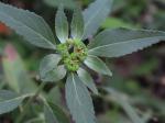 Euphorbia davidii Subils