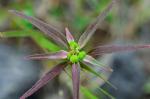 Euphorbia dentata Michx.