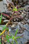 Euphorbia dentata Michx.