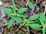 Euphorbia dentata Michx.