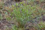 Euphorbia exserta (Small) Coker