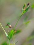 Euphorbia exserta (Small) Coker