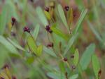 Euphorbia exserta (Small) Coker
