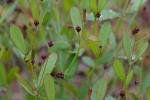 Euphorbia exserta (Small) Coker