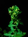 Euphorbia falcata L.