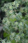 Euphorbia falcata L.