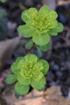Euphorbia helioscopia L.