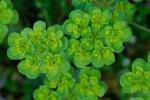 Euphorbia helioscopia L.