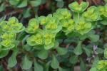 Euphorbia helioscopia L.