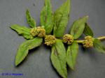 Euphorbia hirta L.