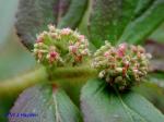 Euphorbia hirta L.