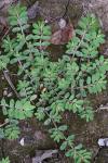 Euphorbia humistrata Engelm.