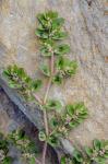 Euphorbia humistrata Engelm.