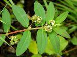 Euphorbia hypericifolia L.