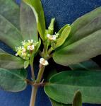 Euphorbia hypericifolia L.