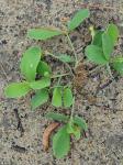 Euphorbia ipecacuanhae L.