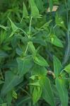 Euphorbia lathyris L.