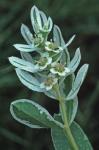 Euphorbia marginata Pursh