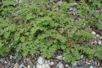 Euphorbia prostrata Aiton