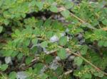 Euphorbia prostrata Aiton