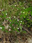 Euphorbia pubentissima Michx.