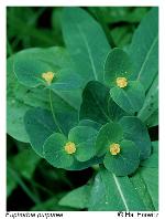 Euphorbia purpurea (Raf.) Fern.