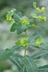Euphorbia purpurea (Raf.) Fern.