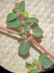 Euphorbia serpens Kunth