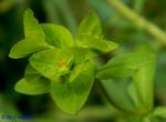 Euphorbia spathulata Lam.