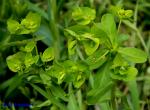 Euphorbia spathulata Lam.