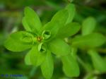 Euphorbia spathulata Lam.
