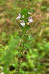 Euphrasia stricta J. P. Wolff ex J. F. Lehmann var. stricta