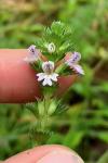 Euphrasia stricta J. P. Wolff ex J. F. Lehmann var. stricta