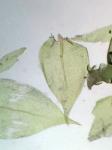 Eurhynchiastrum pulchellum (Hedw.) Ignatov & Huttunen var. pulchellum