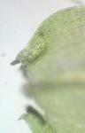 Eurhynchiastrum pulchellum (Hedw.) Ignatov & Huttunen var. pulchellum