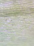 Eurhynchiastrum pulchellum (Hedw.) Ignatov & Huttunen var. pulchellum