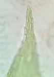 Eurhynchiastrum pulchellum (Hedw.) Ignatov & Huttunen var. pulchellum