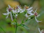 Eurybia chlorolepis (Burgess) Nesom