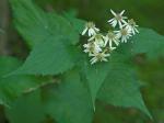 Eurybia chlorolepis (Burgess) Nesom
