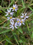 Eurybia compacta Nesom