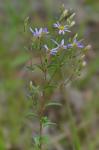 Eurybia compacta Nesom